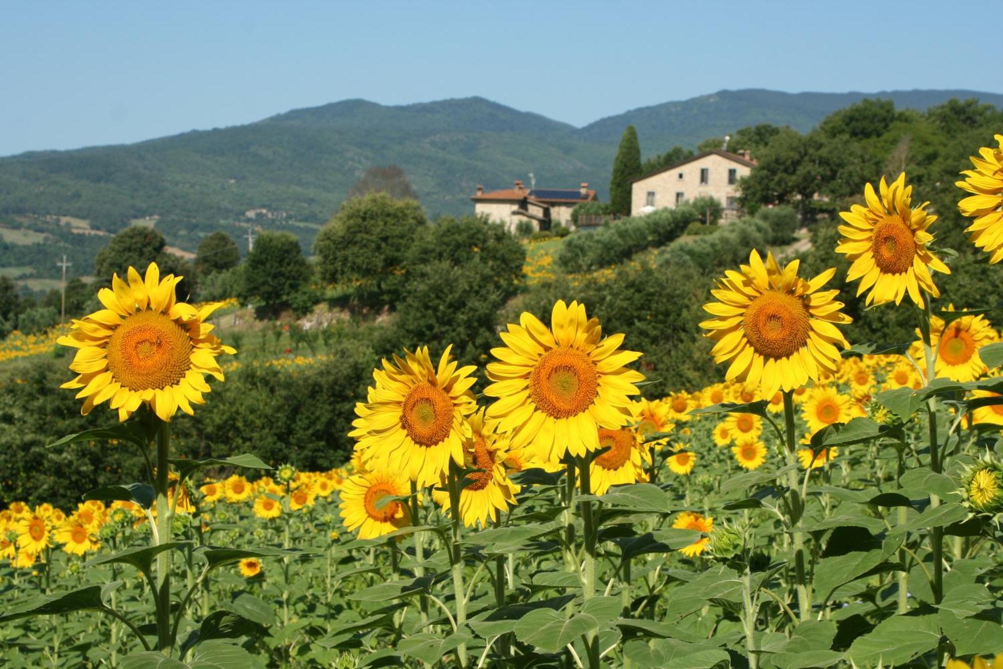 Agriturismo Le Ceregne Bio Pieve Santo Stefano Bagian luar foto